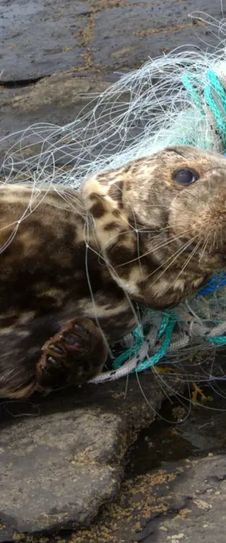 OceanCare – Rettung durch Plastikmüll gefährdeter Tiere